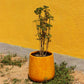 Against a yellow wall, the Yellow Ceramic Pearl, a round textured luxury planter made from FRP you can buy online at Sukham Home, a sustainable furniture, gardening and home decor store in Kolkata, India